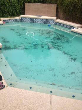 Glendale AZ Pool Service | Pink Dolphin Pool Care